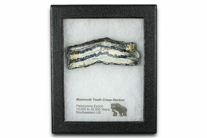 Mammoth Molar Slice With Case - South Carolina #377784